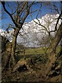 Willows by the Knaresborough Round