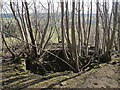 The pot of Frankham lime kiln