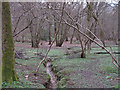 Stream in Birchanger Wood