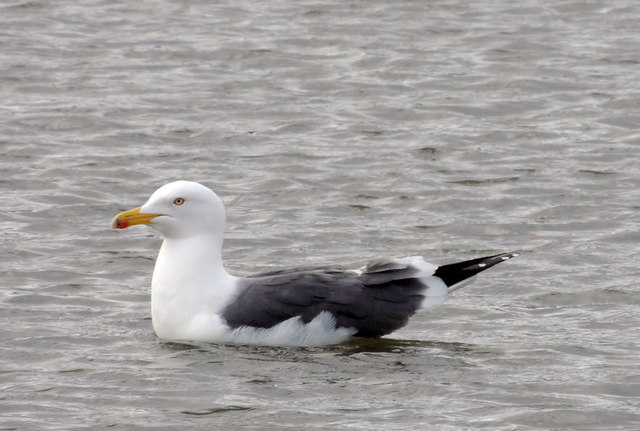 Lesser black-backed gull, Kiltonga, Newtownards