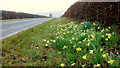 Patch of wild daffodils, 2