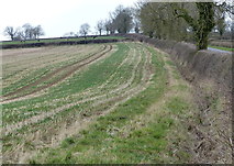 SP6999 : Hedge and field along Burton Overy Lane by Mat Fascione
