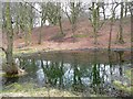 Pond off Stoney Ridge Road