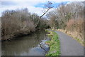 Tree reflected in the Monmouthshire and Brecon Canal