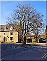 Old tree at the junction of Station Road and School Road, Bishop