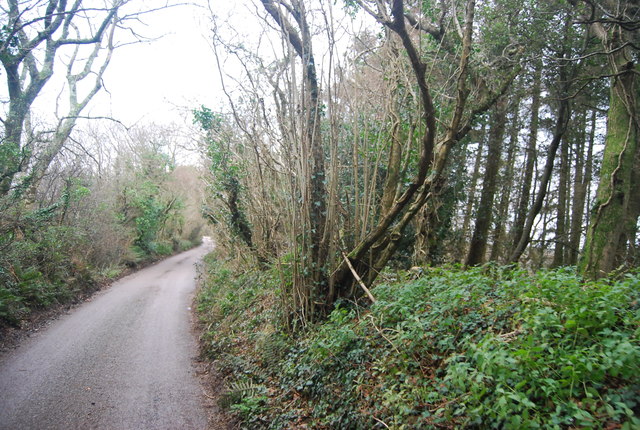 Coppiced tree, Holcombe Down Rd