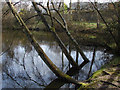 SU8858 : Pond near Lakeland Drive by Alan Hunt