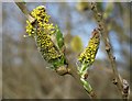 Catkins, Former Barton landfill