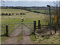 Bridleway across sheep pasture