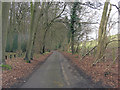 Un-named road runs beside Holme Wood