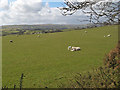 Pasture with lambs