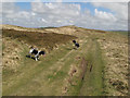 Track on Moel Unben