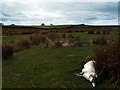 Co Antrim moorlands