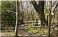 Footpath through the wood