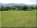 Sheep graze near Twyn-gwyn Cottage NE of Pontypool