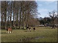 Field in Pollok Park