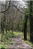 SX9295 : Exeter District : Stoke Woods by Lewis Clarke