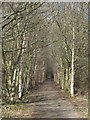 Trackbed of the (former) Haltwhistle to Alston branch line north of Burnstones Viaduct