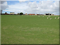 Malton showground