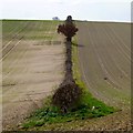 Hedge near Lockwell Hill Farm