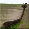 Hedge near Lockwell Hill Farm