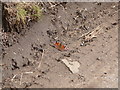 Peacock butterfly on the Sugar Loaf road