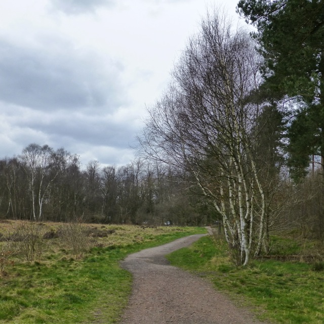 Birches beside a path