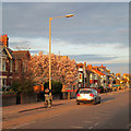 TL4656 : Cherry Hinton Road: magnolia and evening light by John Sutton