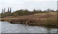 SJ7091 : Walker on the Manchester Ship Canal's north bank by Christine Johnstone