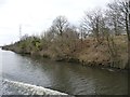 Trees along the Manchester Ship Canal