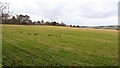 Field, Muir of Foulis