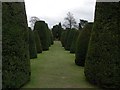 SP1772 : Yew Tree Avenue at Packwood House by Graham Hogg