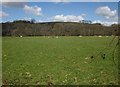 Sheep near Chubhouse Farm