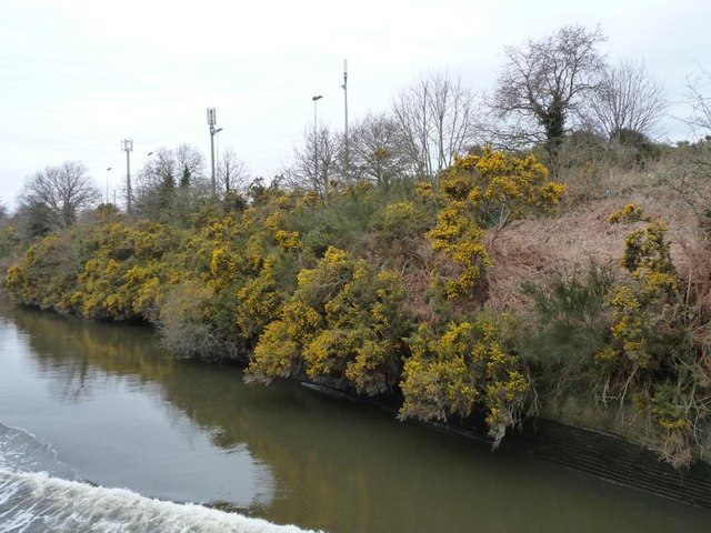 Flowering gorse along the Manchester Ship Canal