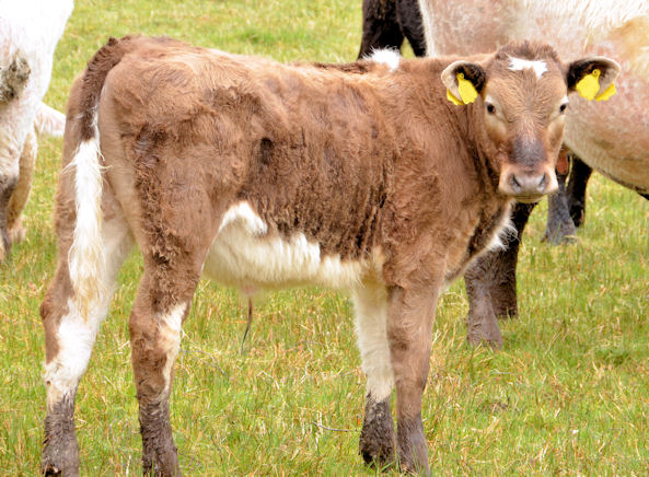 Cattle, Lagan Meadows, Belfast (2) © Albert Bridge cc-by-sa/2.0 ...