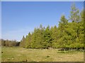 Larch plantation near Whitehouse Farm