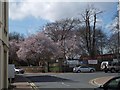 Blossom in St Mary