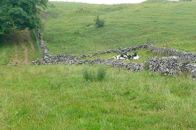 Cattle in Long Dale