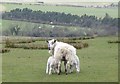 Ewe suckling twin lambs