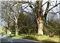 Daffodils in Dunster Steep