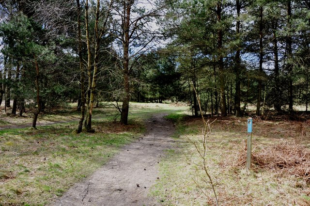 Peg 10 on the Blue Route Walk on Cannock Chase