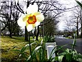 Daffodil, Omagh