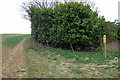 Footpath by the end of the plantation