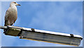 Gull and lamppost, Groomsport