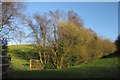 Trees below Great Barlington