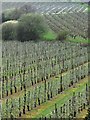 Mount Ephraim fruit farm