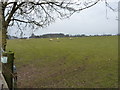 Sheep grazing north of Cadbury Camp Lane