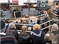 Sale ring at Malton Cattle Market