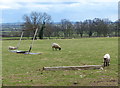 Sheep and pasture along Kilworth Road