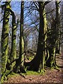 Beeches, Bearacleave Wood